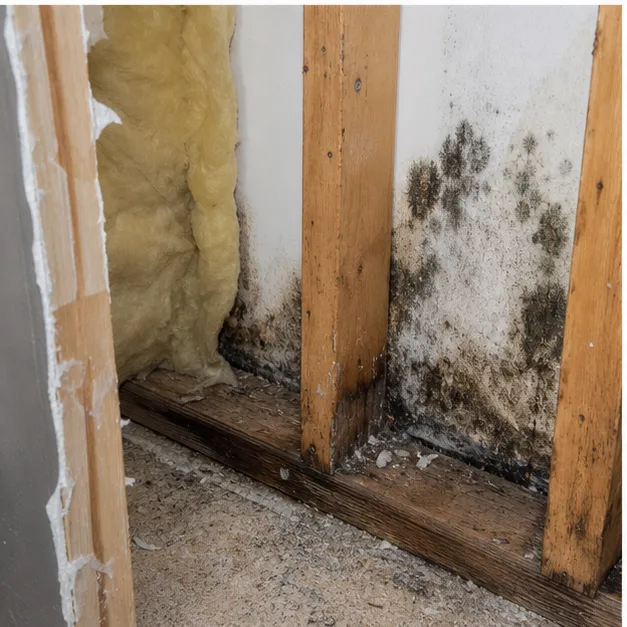 Localized mould staining inside an opened residential wall cavity